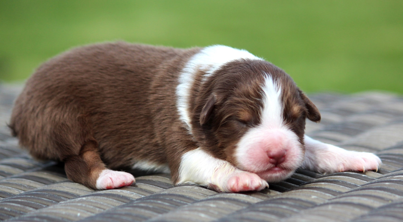 des Terres De Khairyaca - Chiots disponibles - Berger Australien