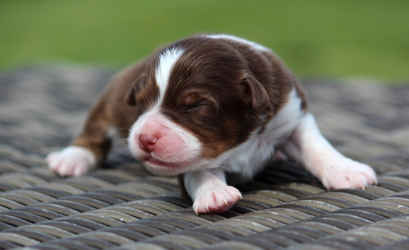 des Terres De Khairyaca - Chiots disponibles - Berger Australien