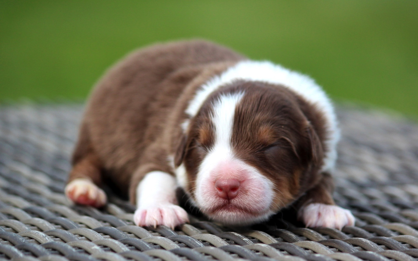 des Terres De Khairyaca - Chiots disponibles - Berger Australien