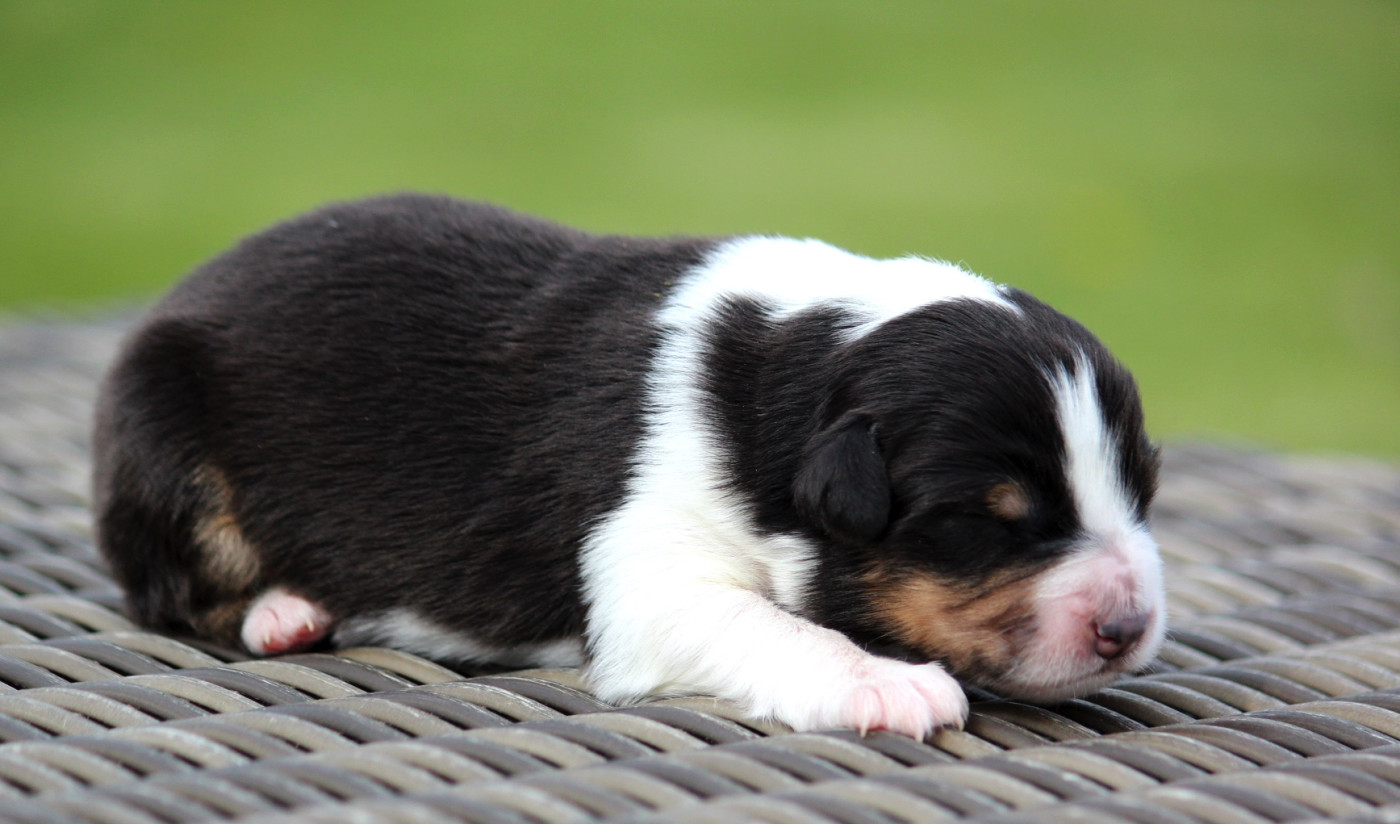 des Terres De Khairyaca - Chiots disponibles - Berger Australien