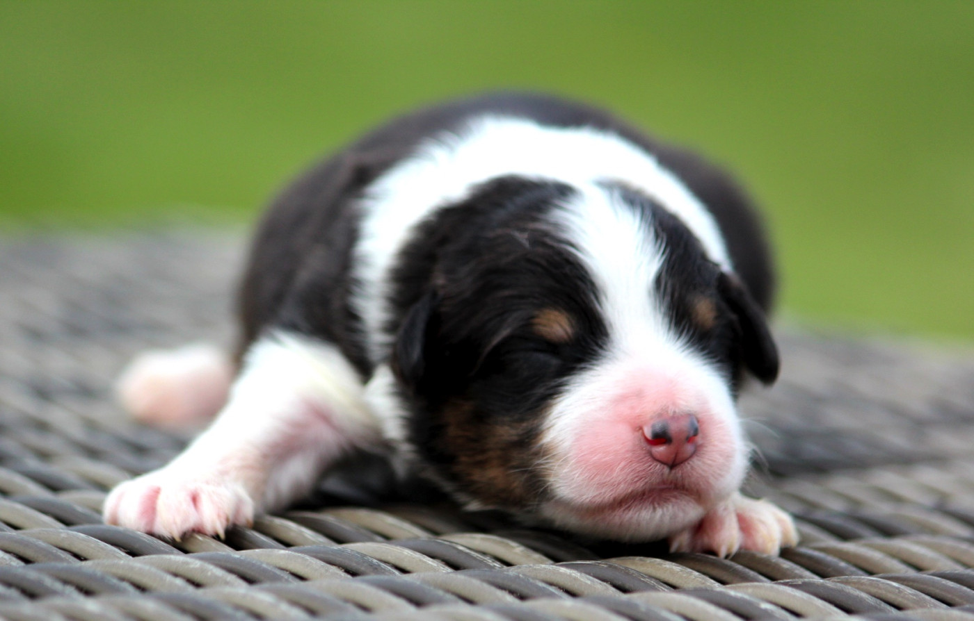 des Terres De Khairyaca - Chiots disponibles - Berger Australien