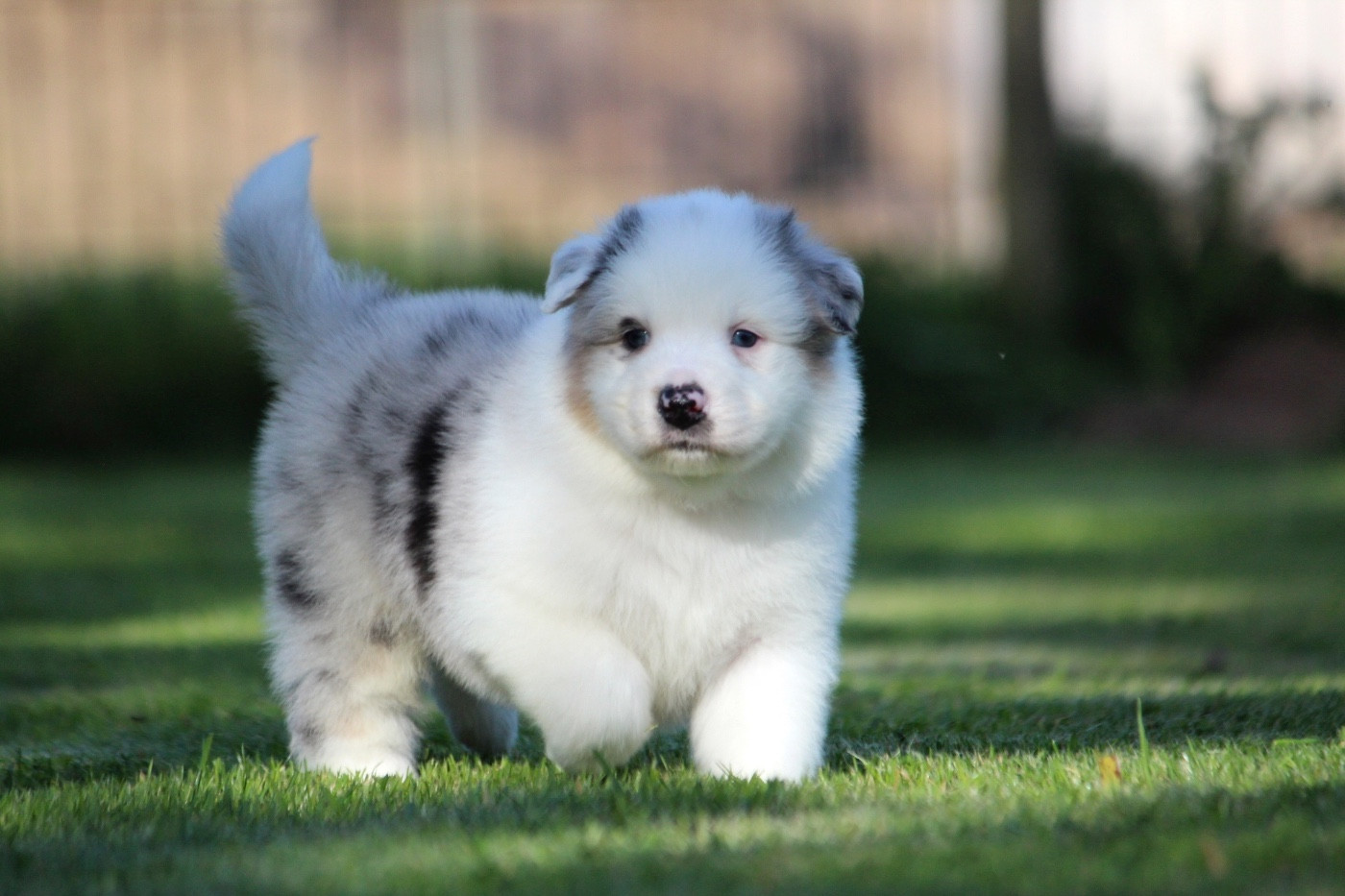 des Terres De Khairyaca - Chiots disponibles - Berger Australien