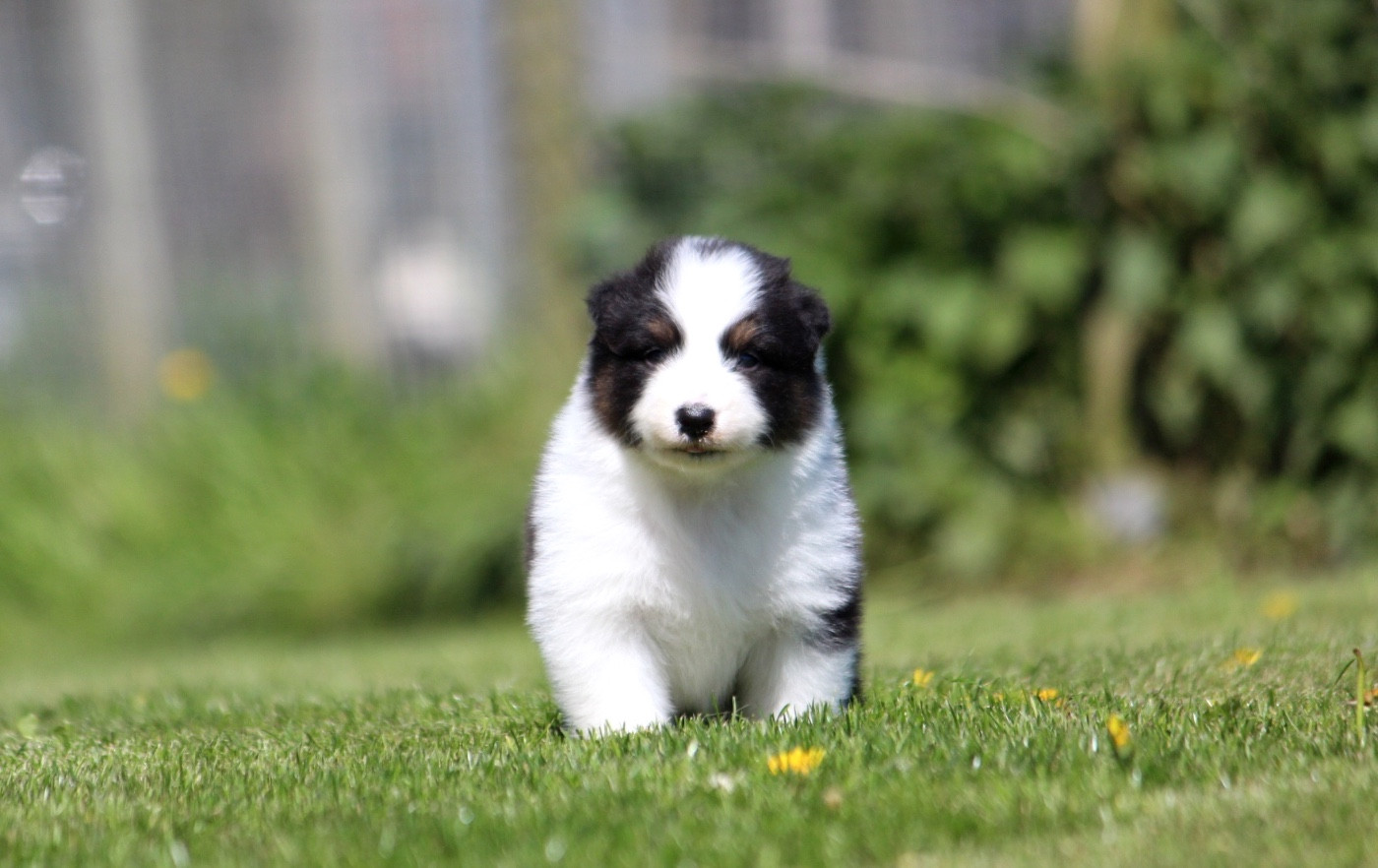 des Terres De Khairyaca - Chiots disponibles - Berger Australien