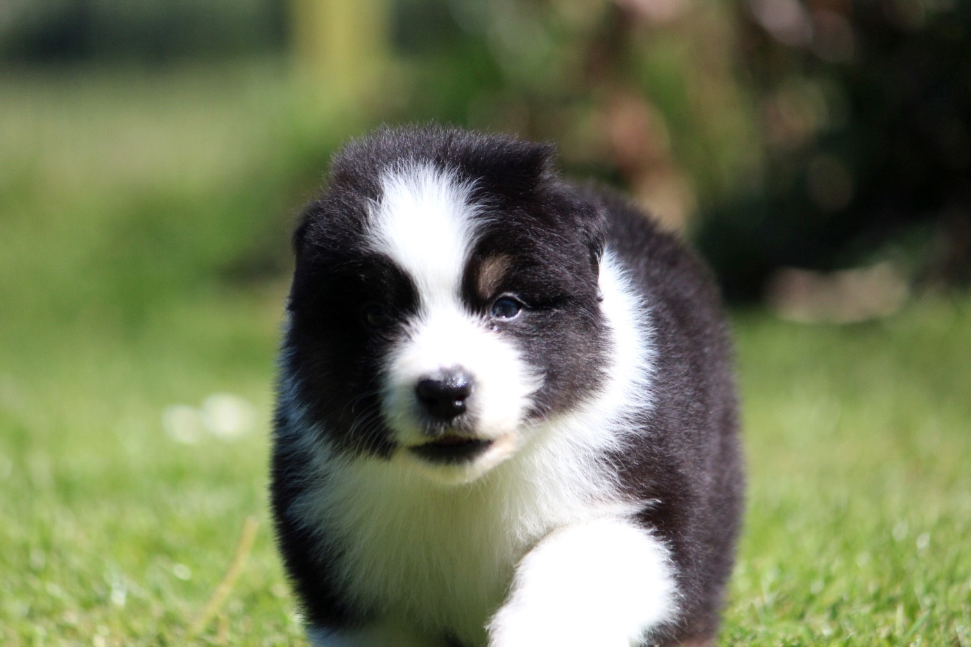 des Terres De Khairyaca - Chiots disponibles - Berger Australien