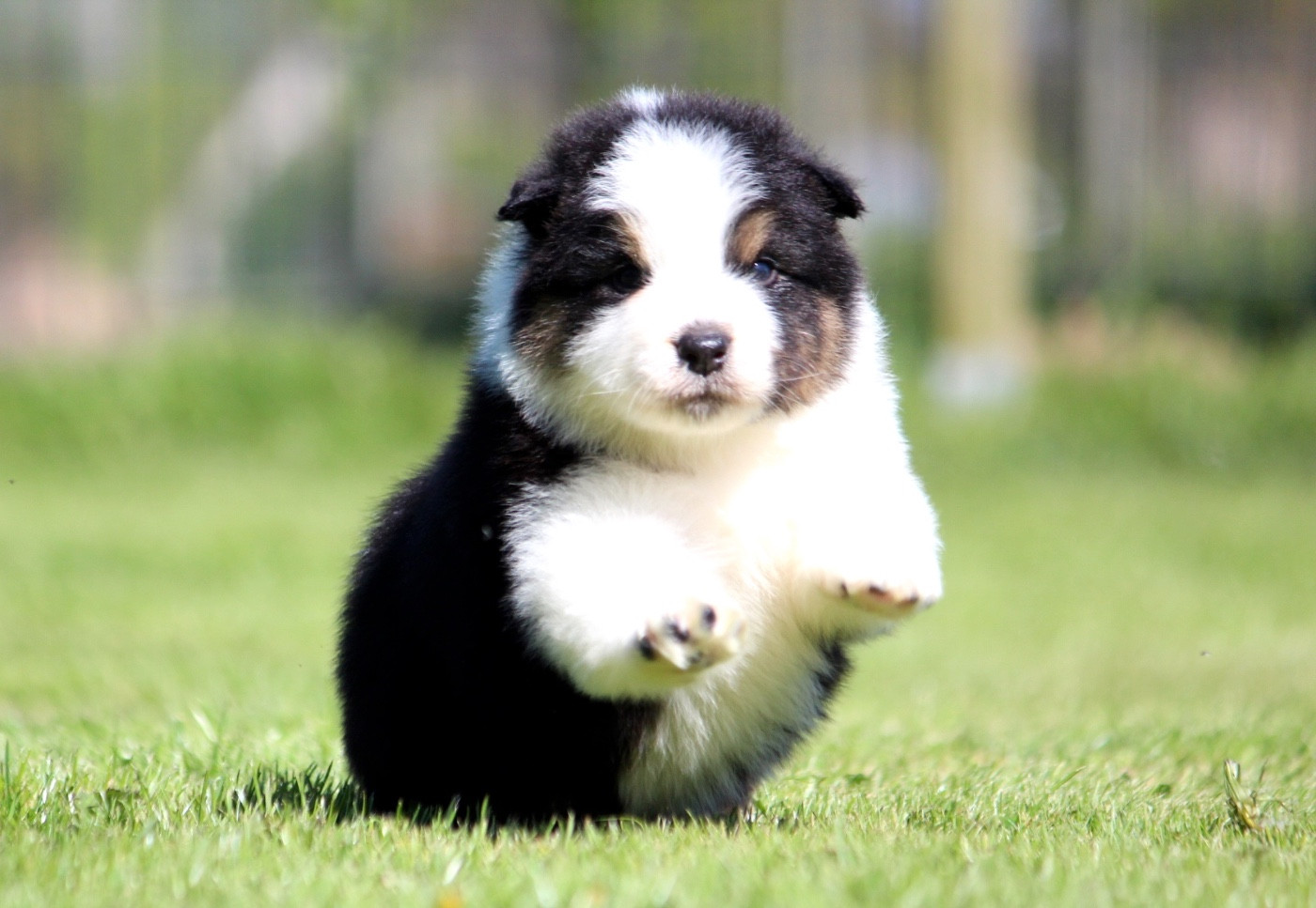 des Terres De Khairyaca - Chiots disponibles - Berger Australien