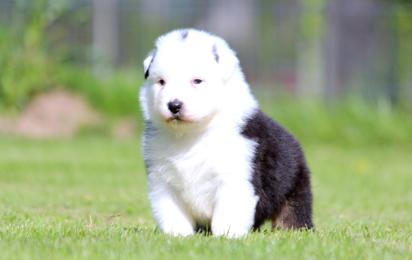 des Terres De Khairyaca - Chiots disponibles - Berger Australien