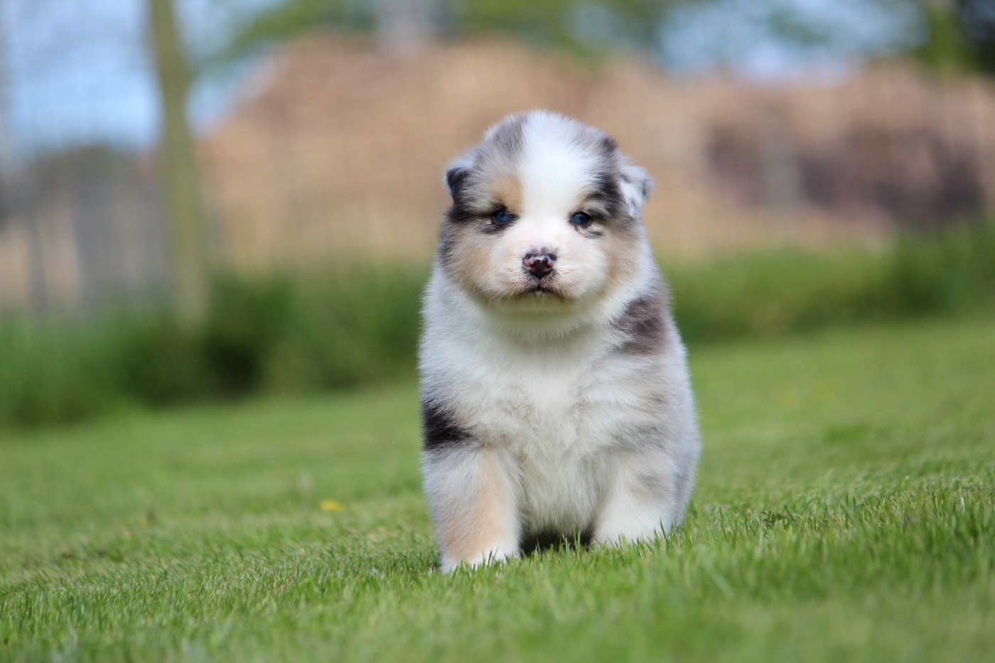 des Terres De Khairyaca - Chiots disponibles - Berger Australien