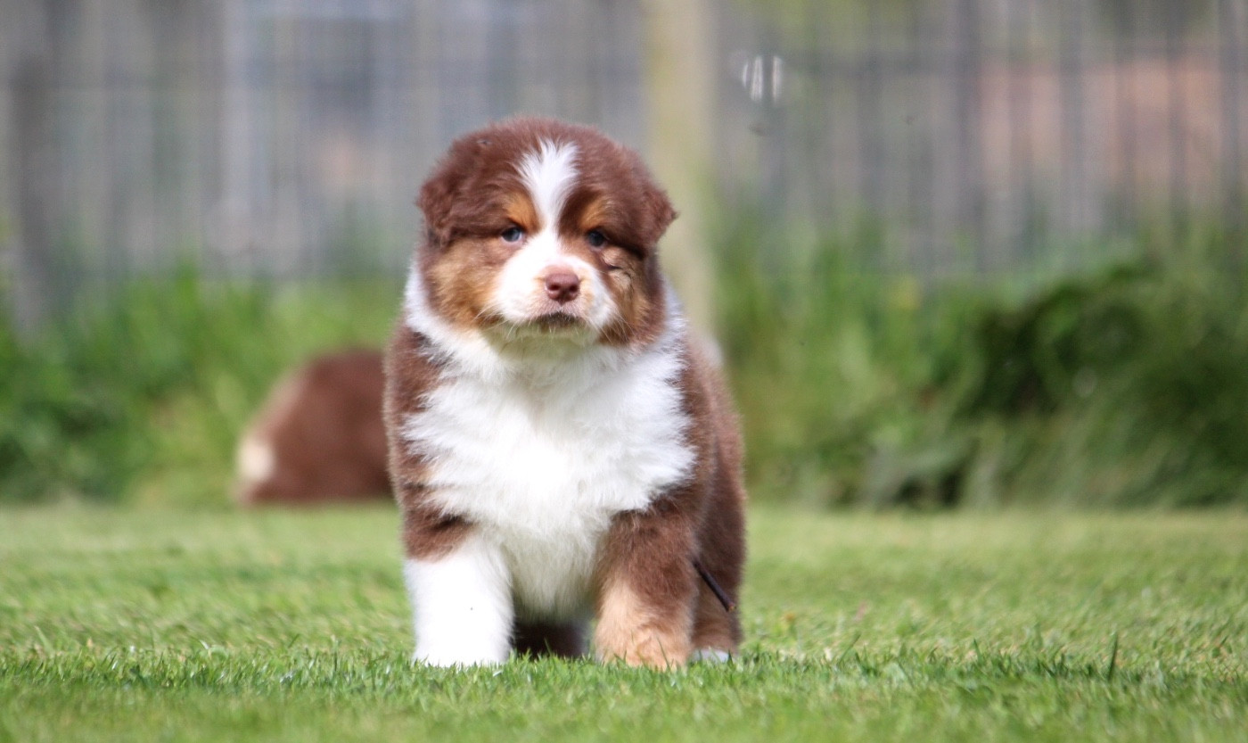 des Terres De Khairyaca - Chiots disponibles - Berger Australien