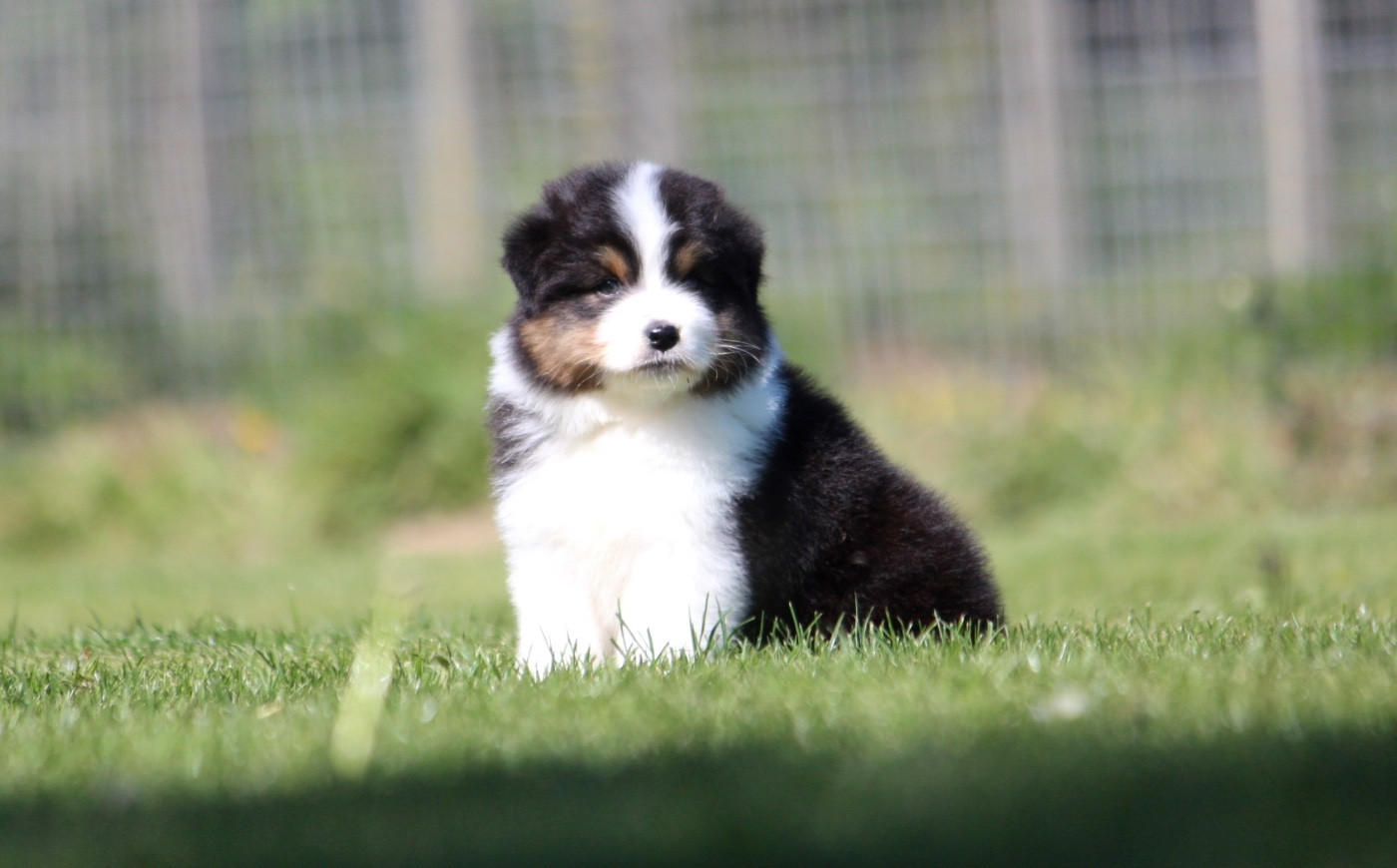 des Terres De Khairyaca - Chiots disponibles - Berger Australien
