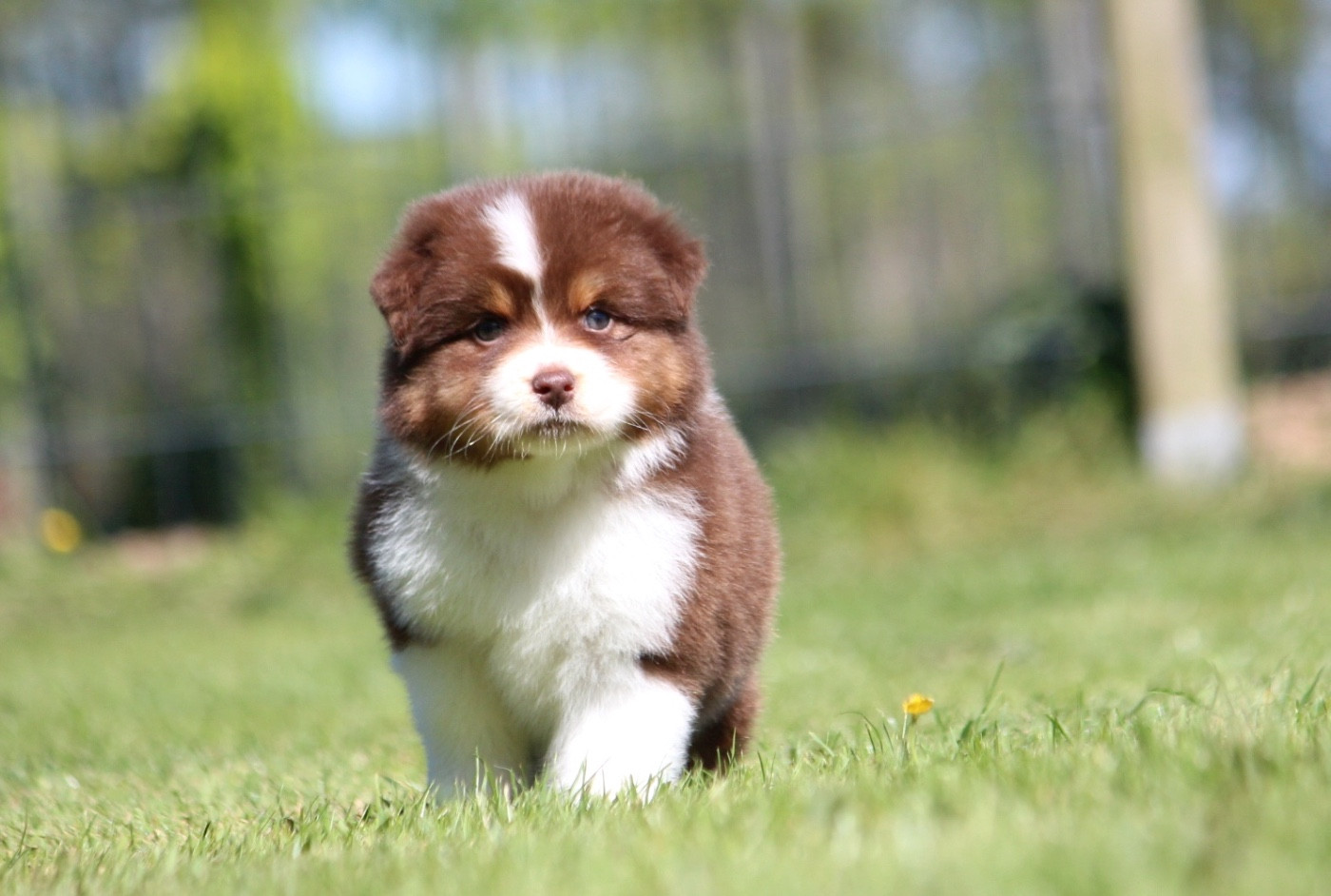 des Terres De Khairyaca - Chiots disponibles - Berger Australien