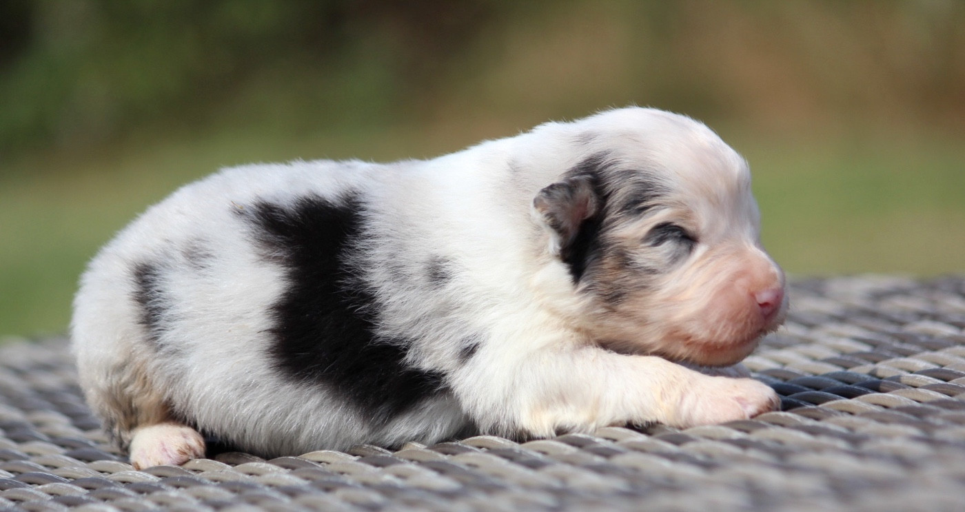 des Terres De Khairyaca - Chiots disponibles - Berger Australien