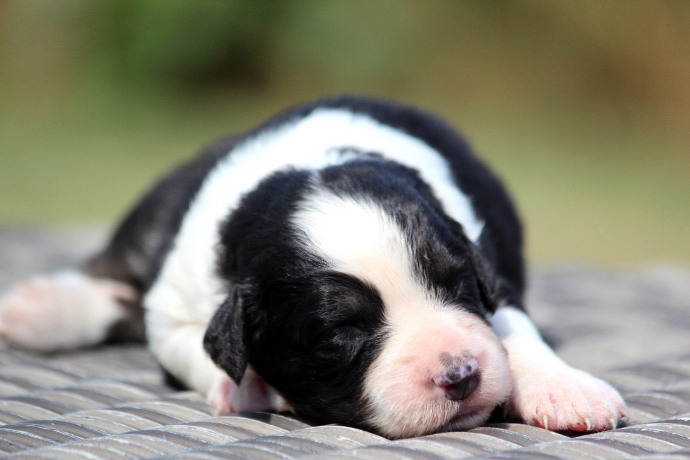 des Terres De Khairyaca - Chiots disponibles - Berger Australien