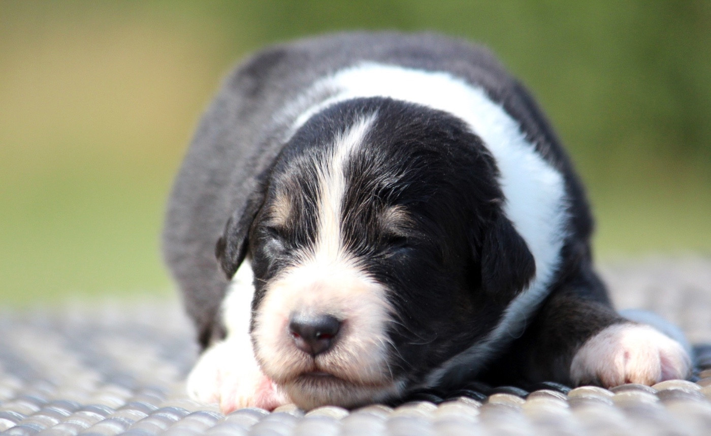 des Terres De Khairyaca - Chiots disponibles - Berger Australien