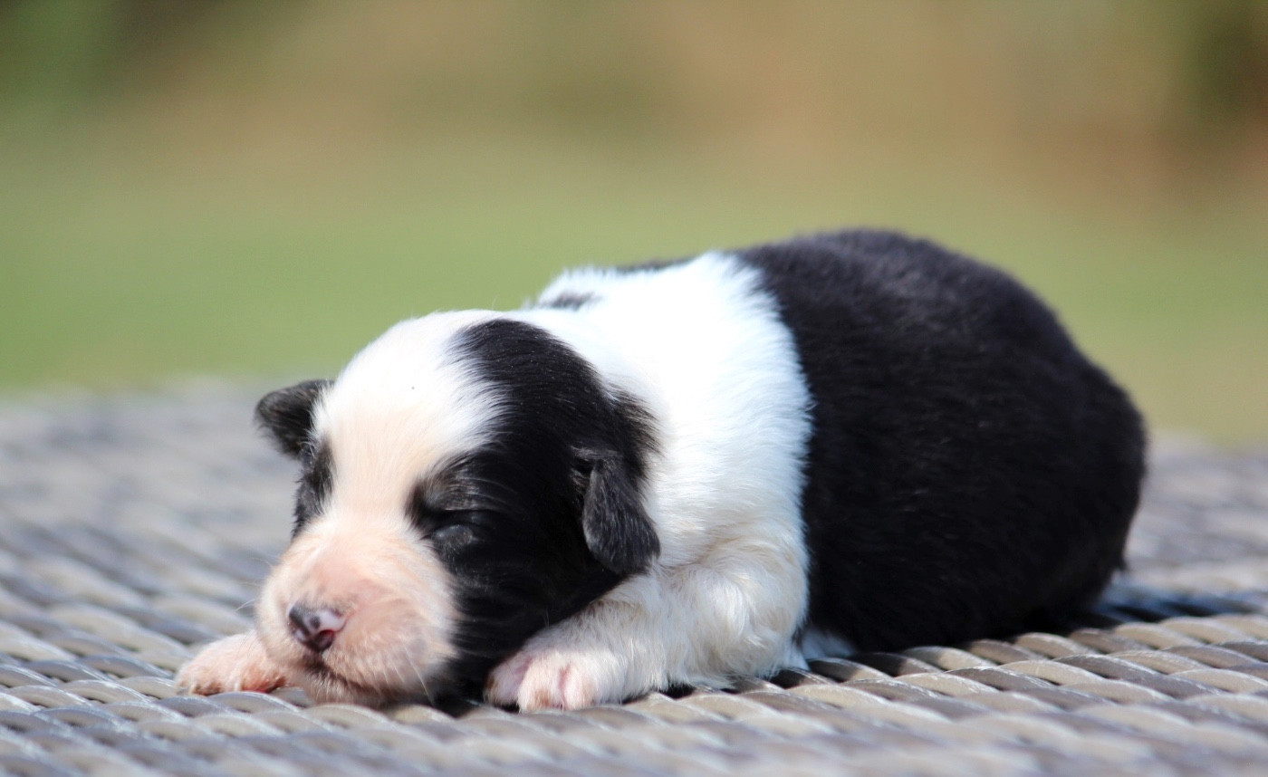 des Terres De Khairyaca - Chiots disponibles - Berger Australien