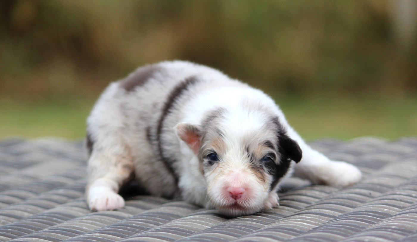des Terres De Khairyaca - Chiots disponibles - Berger Australien