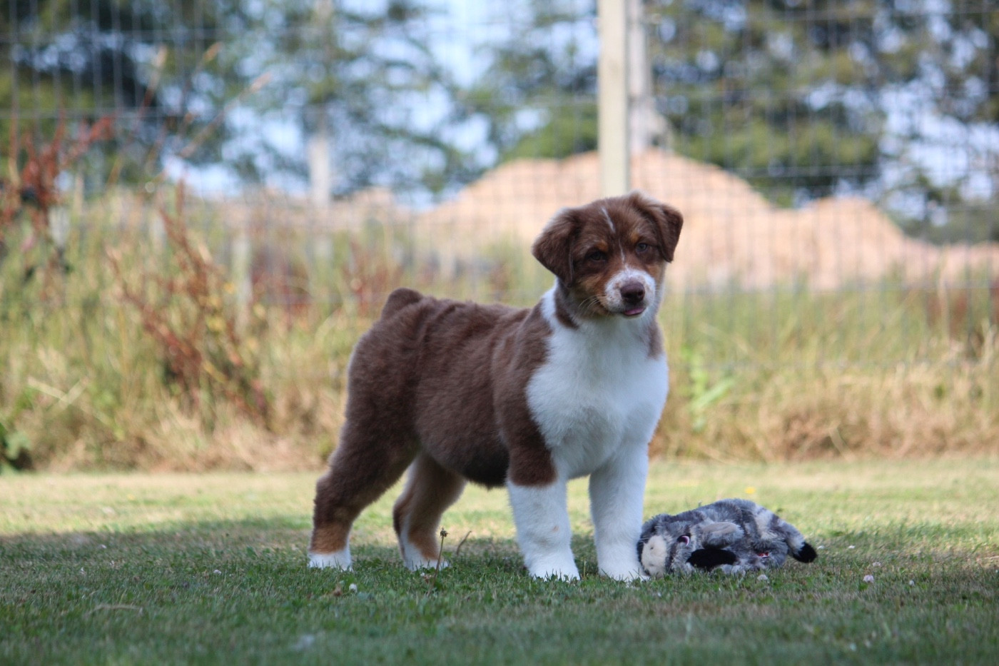 des Terres De Khairyaca - Chiots disponibles - Berger Australien