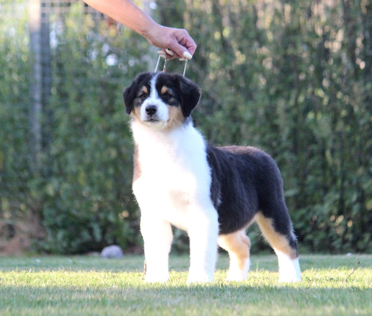 des Terres De Khairyaca - Chiots disponibles - Berger Australien