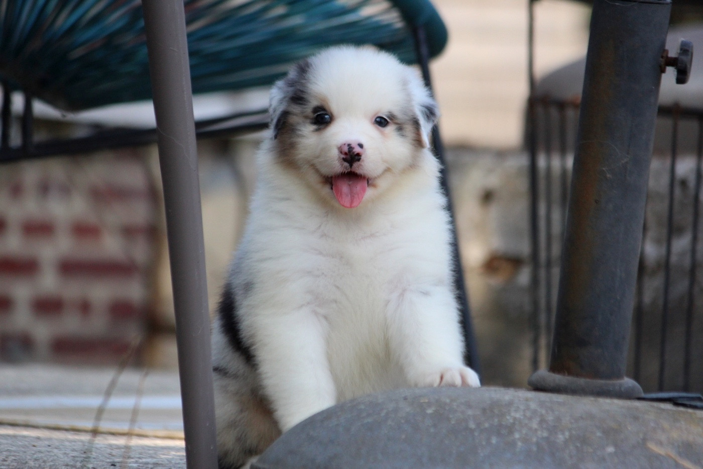 des Terres De Khairyaca - Chiots disponibles - Berger Australien