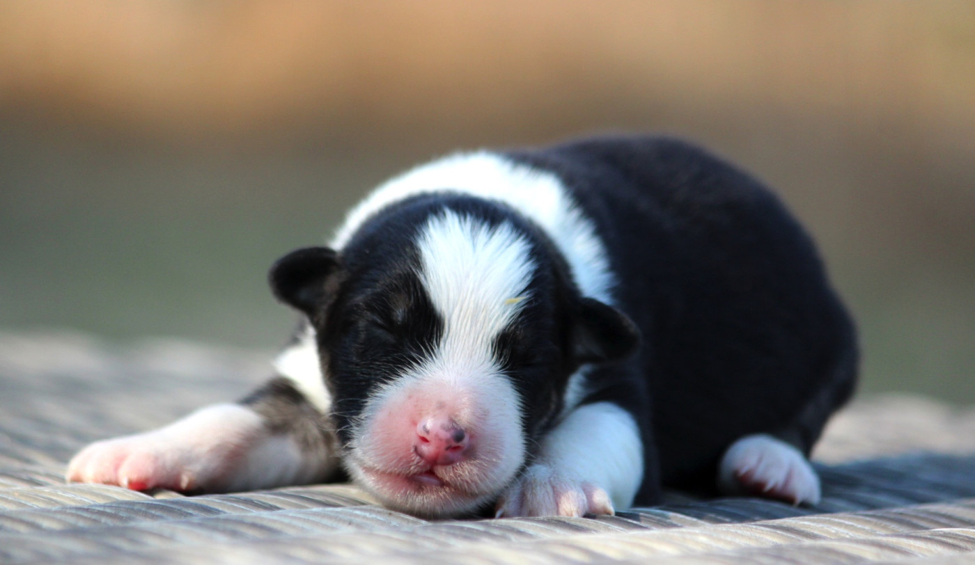 des Terres De Khairyaca - Chiots disponibles - Berger Australien