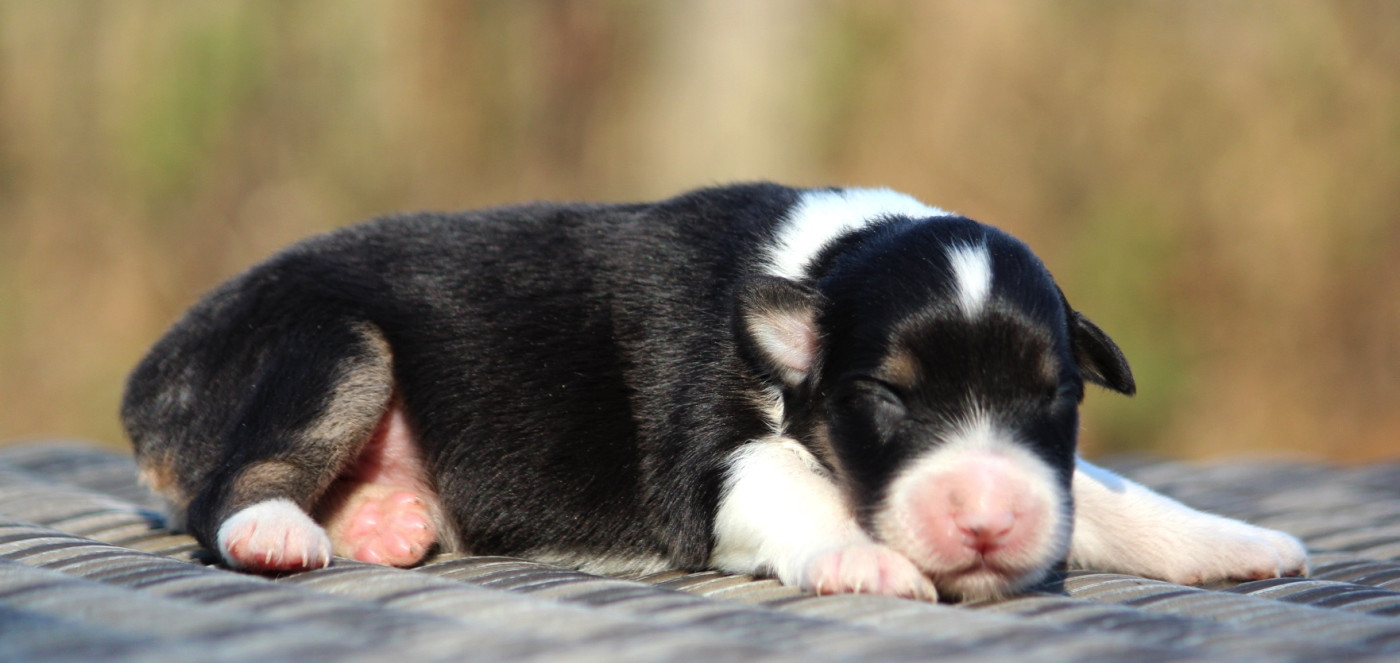 des Terres De Khairyaca - Chiots disponibles - Berger Australien