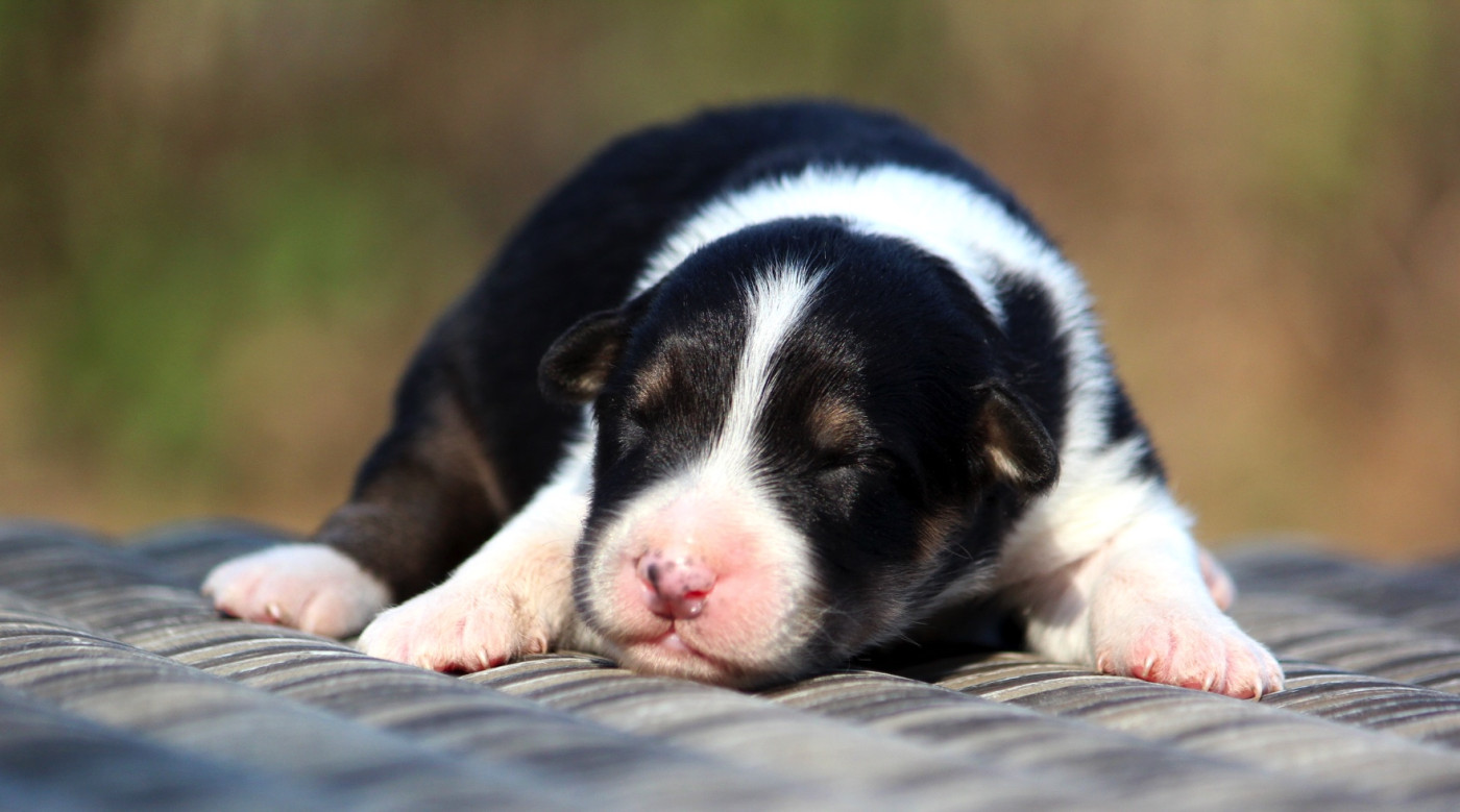 des Terres De Khairyaca - Chiots disponibles - Berger Australien
