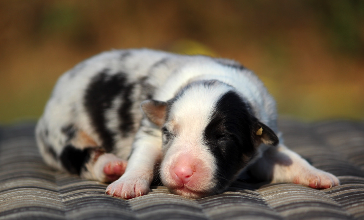 des Terres De Khairyaca - Chiots disponibles - Berger Australien