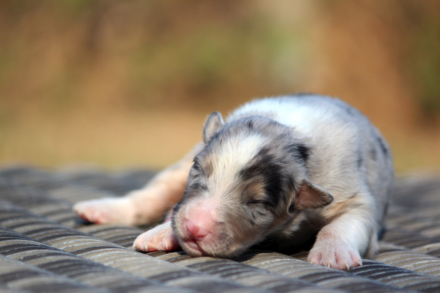 des Terres De Khairyaca - Chiots disponibles - Berger Australien