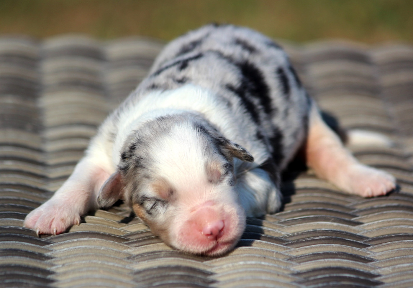des Terres De Khairyaca - Chiots disponibles - Berger Australien