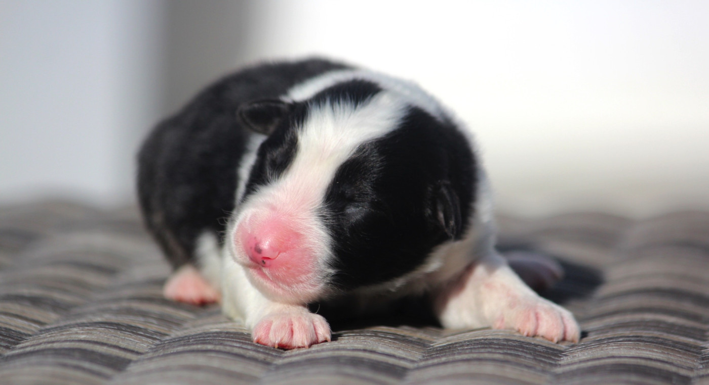 des Terres De Khairyaca - Chiots disponibles - Berger Australien