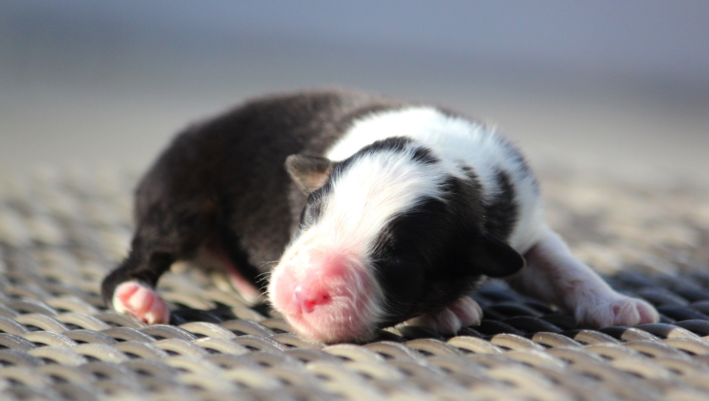 des Terres De Khairyaca - Chiots disponibles - Berger Australien
