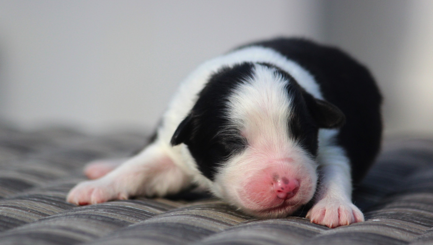 des Terres De Khairyaca - Chiots disponibles - Berger Australien