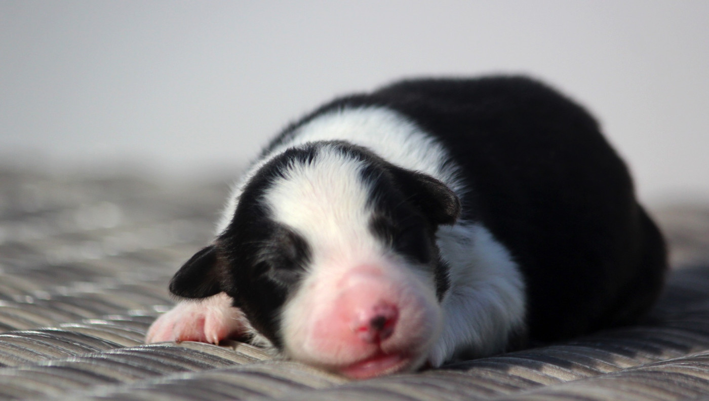 des Terres De Khairyaca - Chiots disponibles - Berger Australien