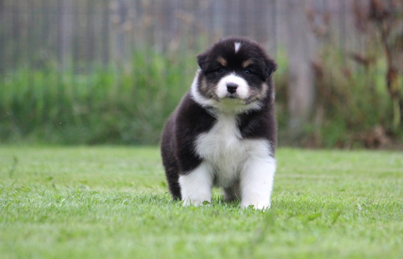 des Terres De Khairyaca - Chiots disponibles - Berger Australien