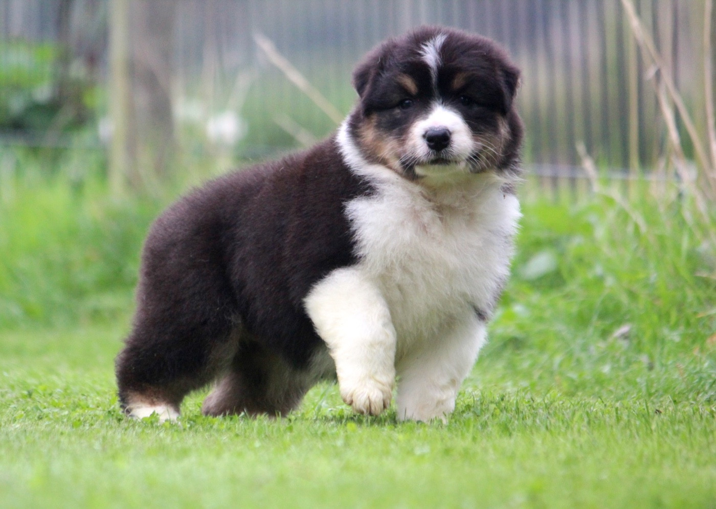 des Terres De Khairyaca - Chiots disponibles - Berger Australien