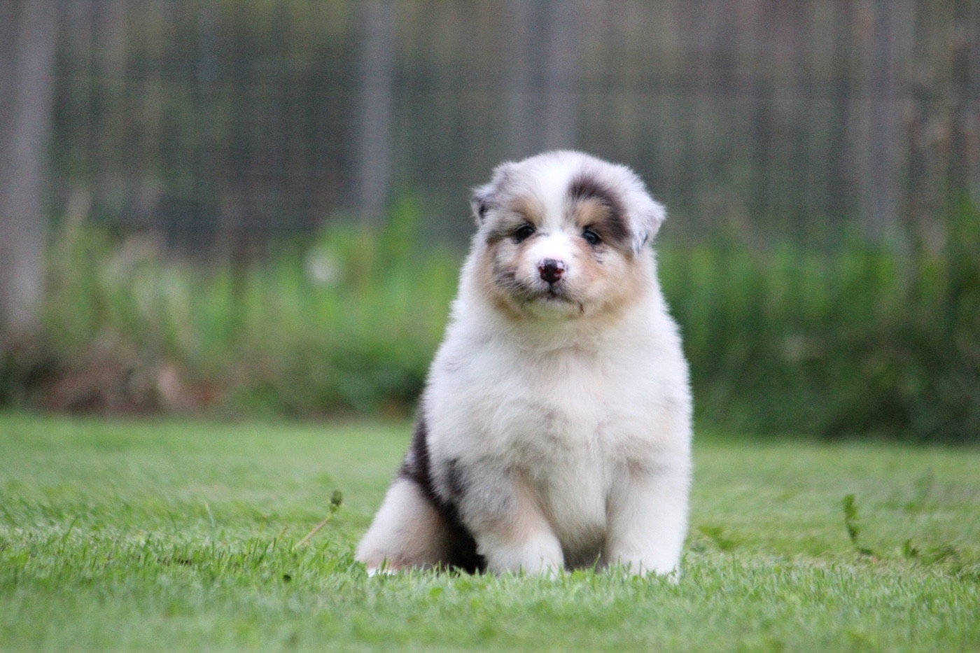des Terres De Khairyaca - Chiots disponibles - Berger Australien