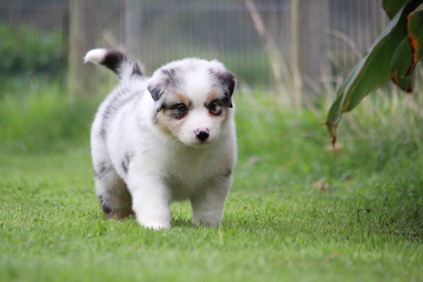 des Terres De Khairyaca - Chiots disponibles - Berger Australien