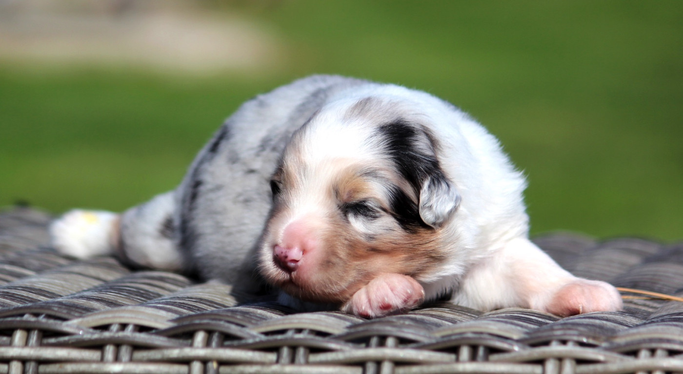 des Terres De Khairyaca - Chiots disponibles - Berger Australien