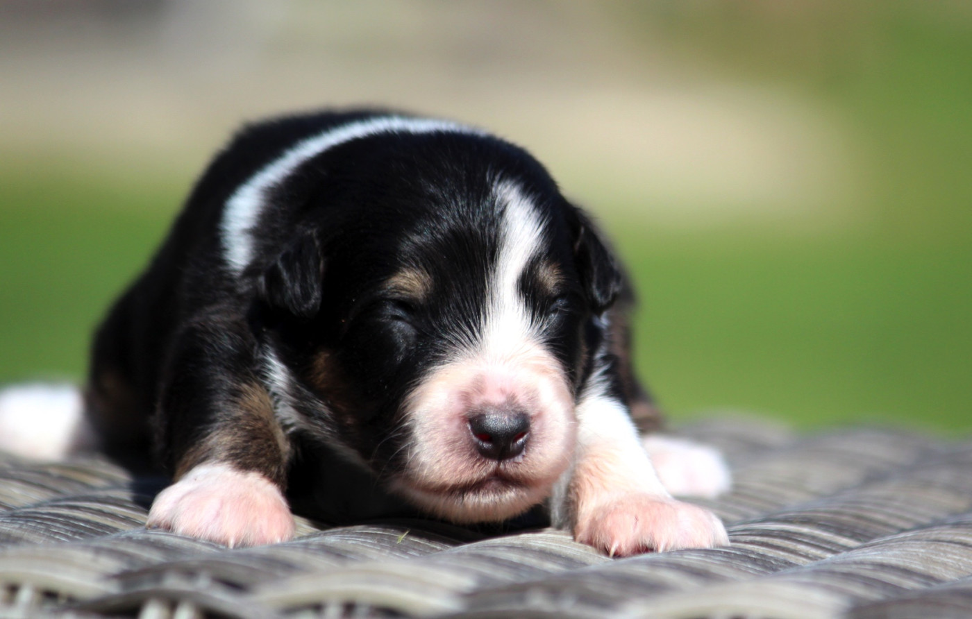 des Terres De Khairyaca - Chiots disponibles - Berger Australien