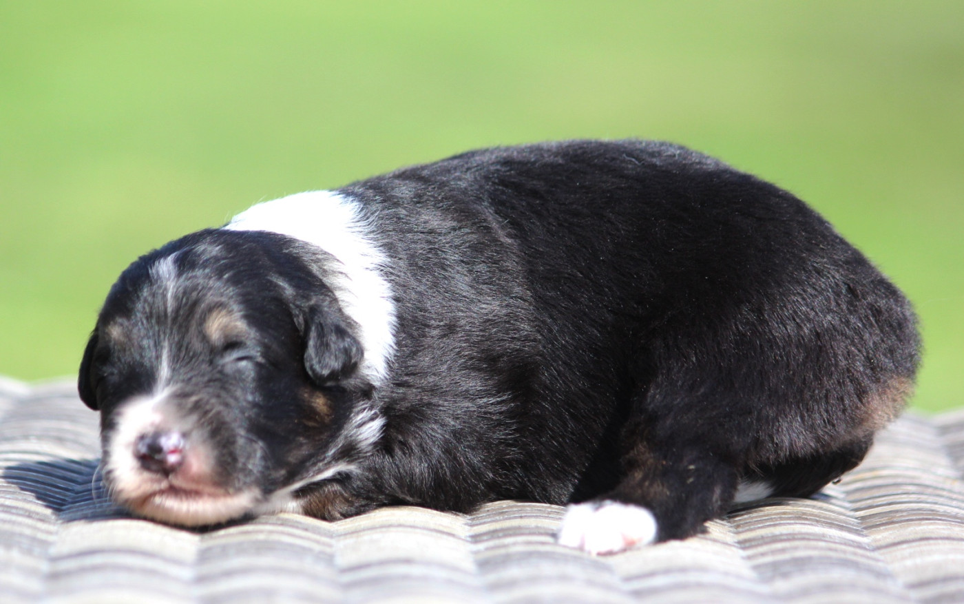 des Terres De Khairyaca - Chiots disponibles - Berger Australien