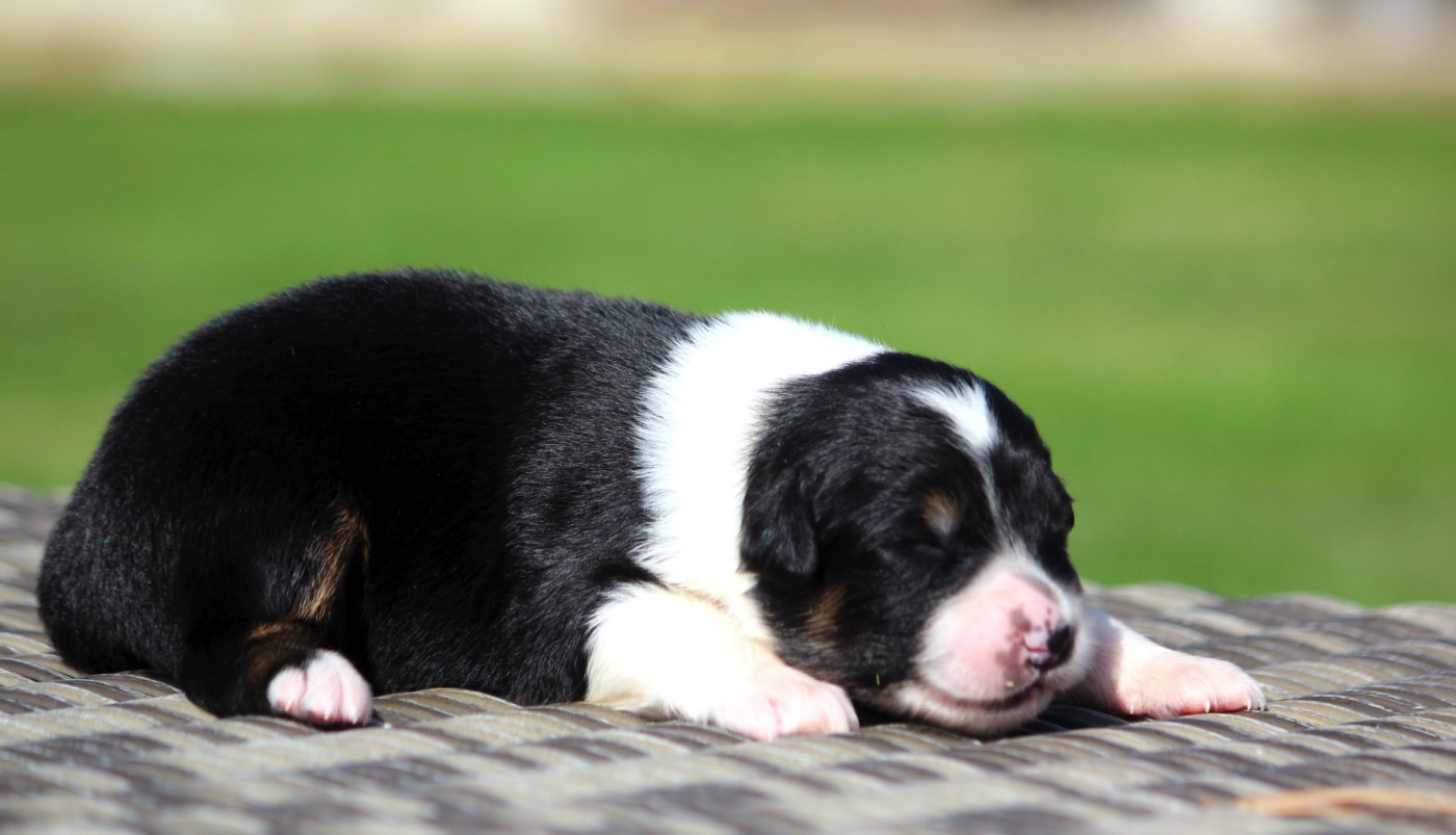 des Terres De Khairyaca - Chiots disponibles - Berger Australien