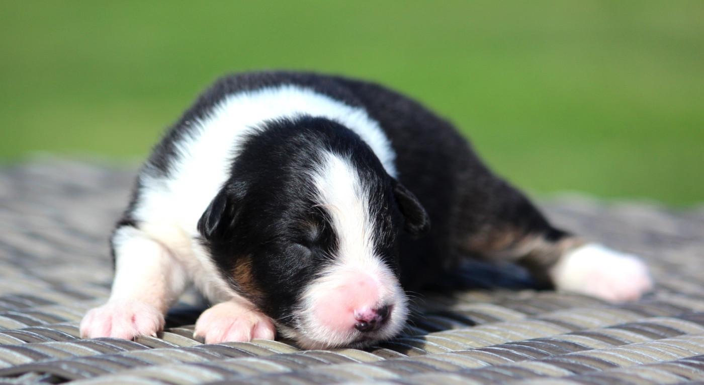 des Terres De Khairyaca - Chiots disponibles - Berger Australien