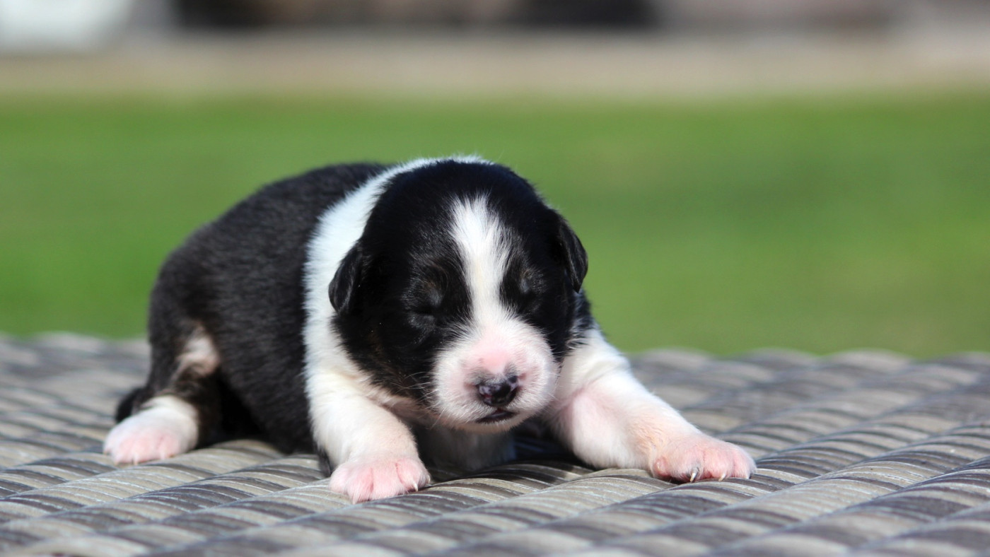des Terres De Khairyaca - Chiots disponibles - Berger Australien