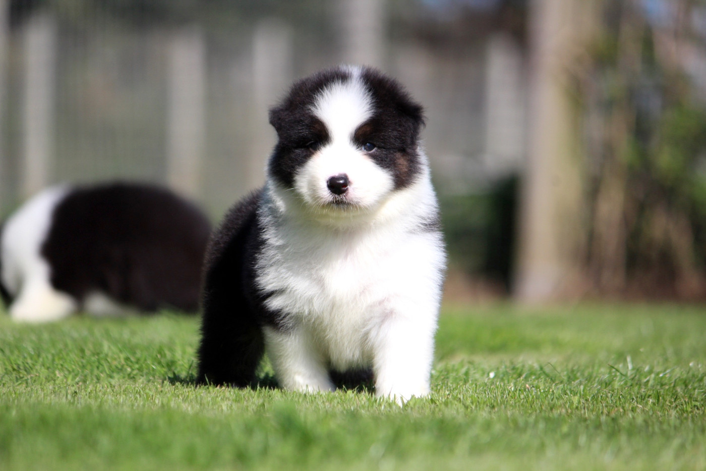 des Terres De Khairyaca - Chiots disponibles - Berger Australien