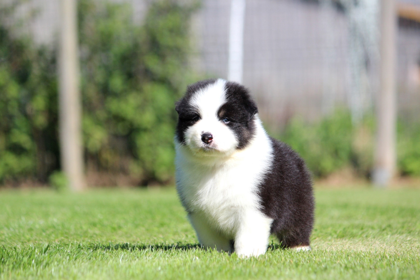 des Terres De Khairyaca - Chiots disponibles - Berger Australien