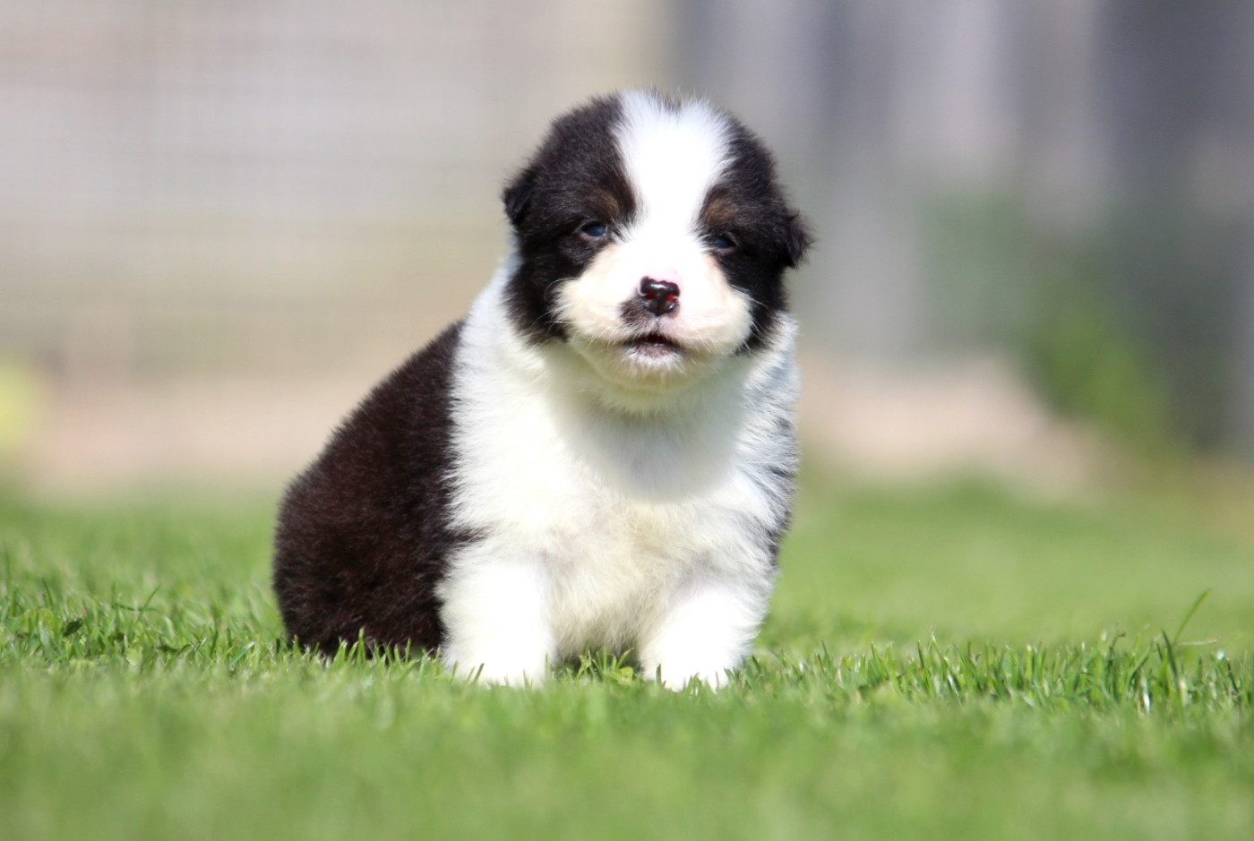 des Terres De Khairyaca - Chiots disponibles - Berger Australien