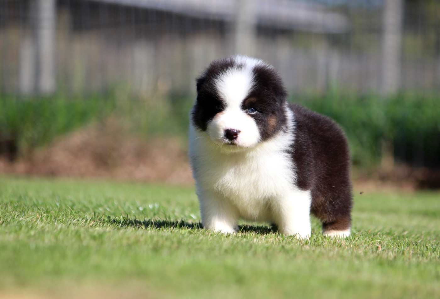 des Terres De Khairyaca - Chiots disponibles - Berger Australien