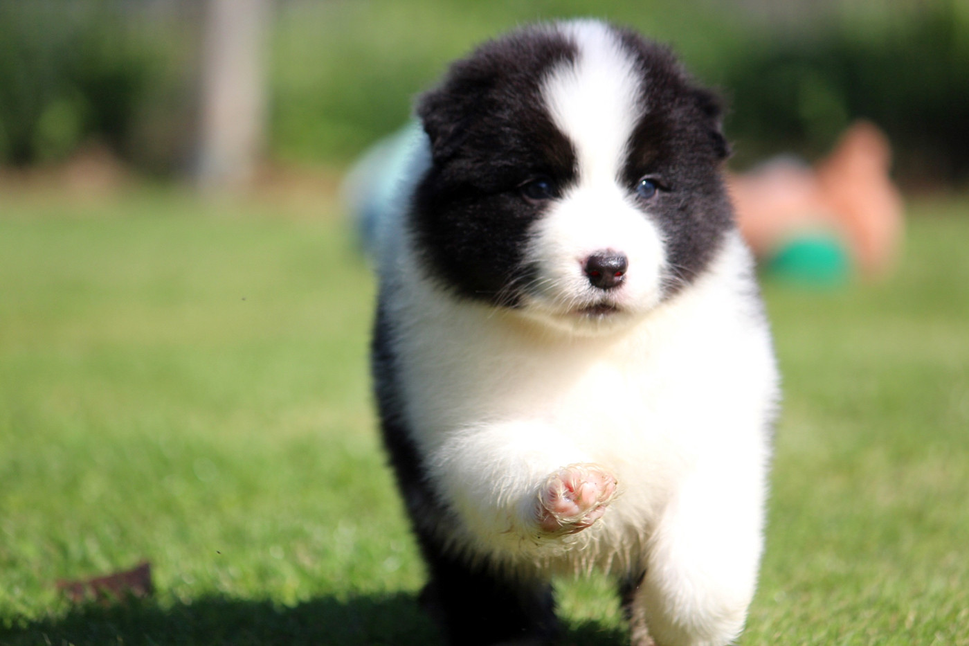 des Terres De Khairyaca - Chiots disponibles - Berger Australien