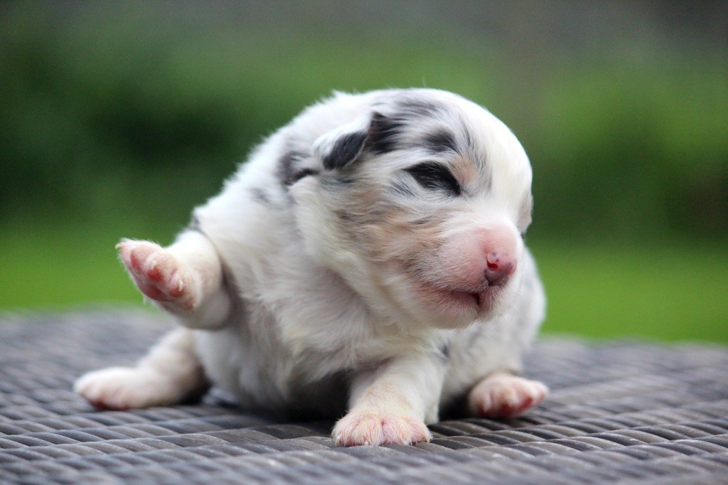 Chiot Berger Australien des Terres De Khairyaca