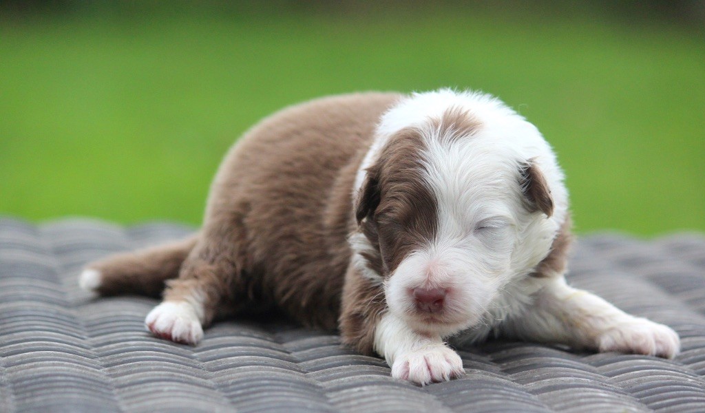des Terres De Khairyaca - Chiots disponibles - Berger Australien