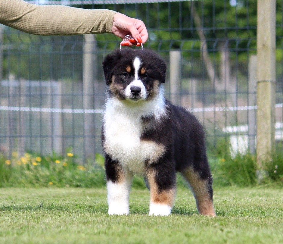 des Terres De Khairyaca - Chiots disponibles - Berger Australien